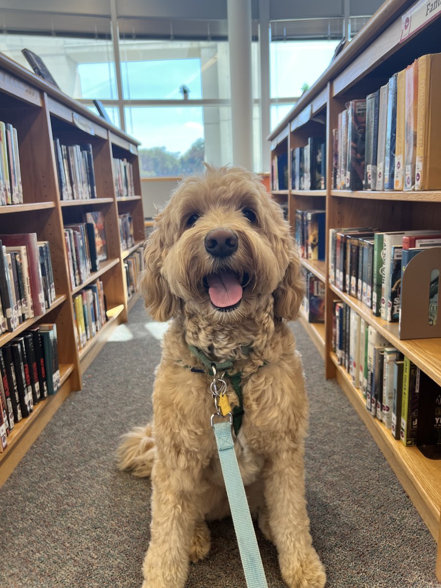 Any day we get to celebrate this good girl is a good day. Happy #NationalPetDay to our favorite school therapy dog (in training), Ivy! She deserves all the belly rubs in the world for the joy she spreads in our school library each week. #180WaysLionsLead #MTPSPride…