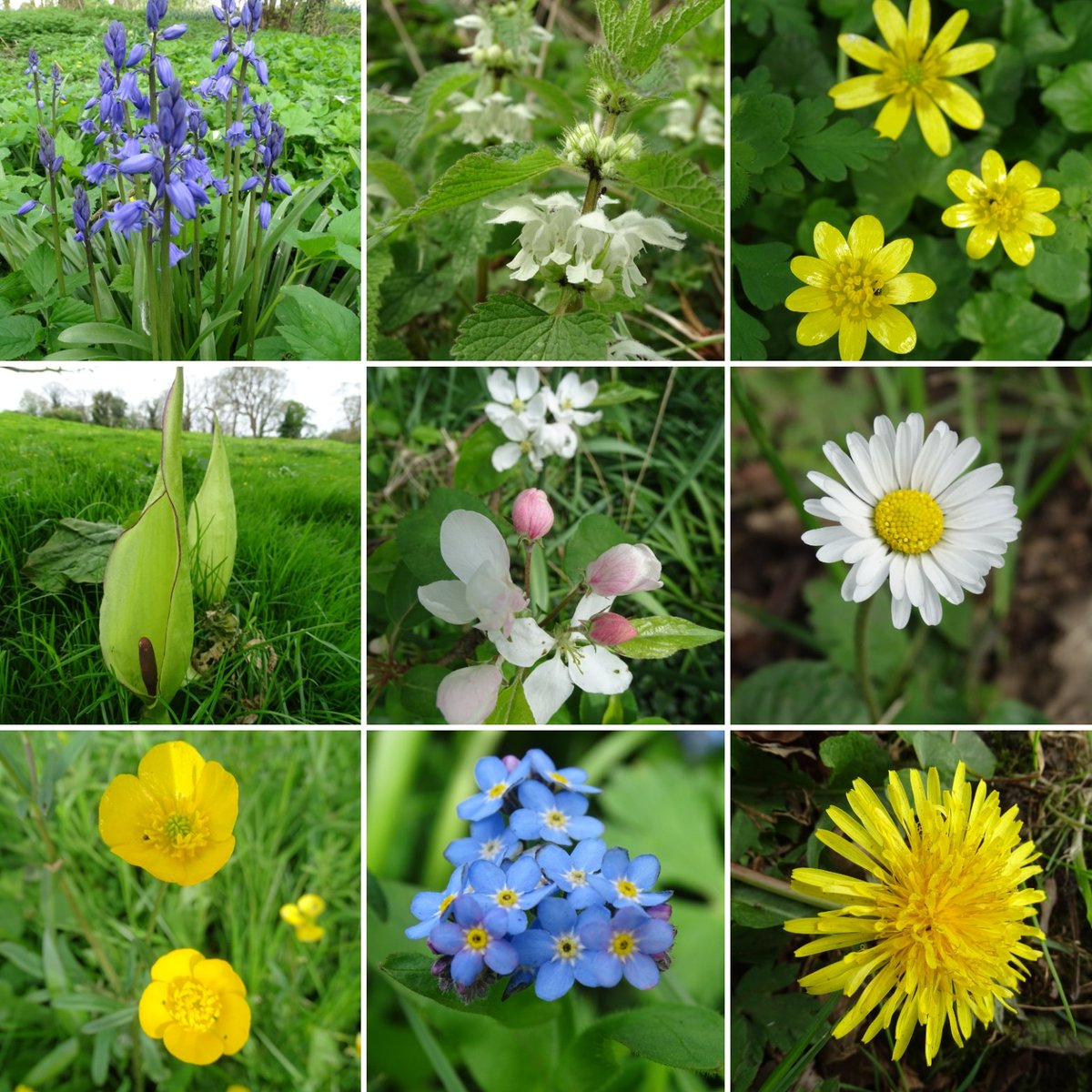 Today's wildflowers #flowers #wildflowers #blossoms #blooms #springflowers #spring #flora #floribunda #april #walk #walking #yorkshirewolds #eastridingofyorkshire #lovewhereyoulive