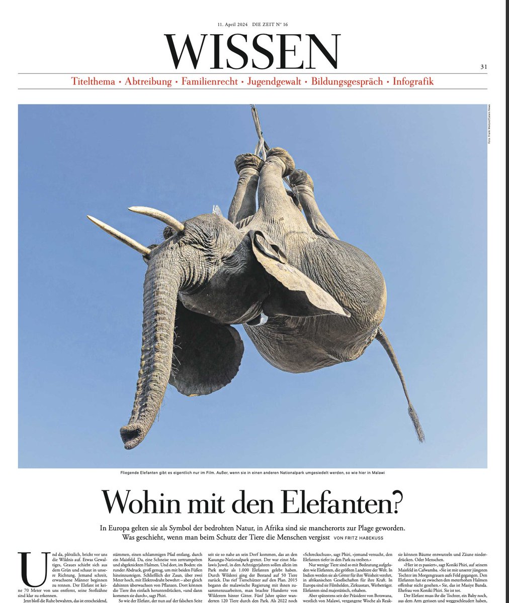 Kürzlich habe ich in Malawi recherchiert. Dort haben Elefanten in den letzten 9 Menschen getötet, hunderte Bauern haben ihre Ernte verloren. Wie kann das sein? Wie geht guter Naturschutz? Meine Reportage ab heute in der @DIEZEIT und auf @zeitonline_wis zeit.de/2024/16/elefan…