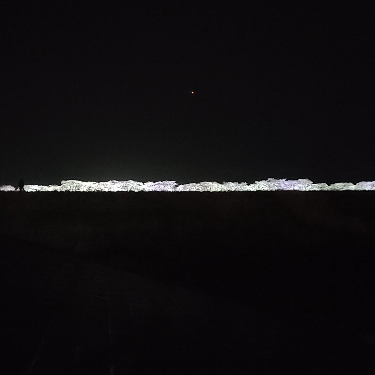 めちゃくちゃ２階の窓から
桜のライトアップ見える🌸