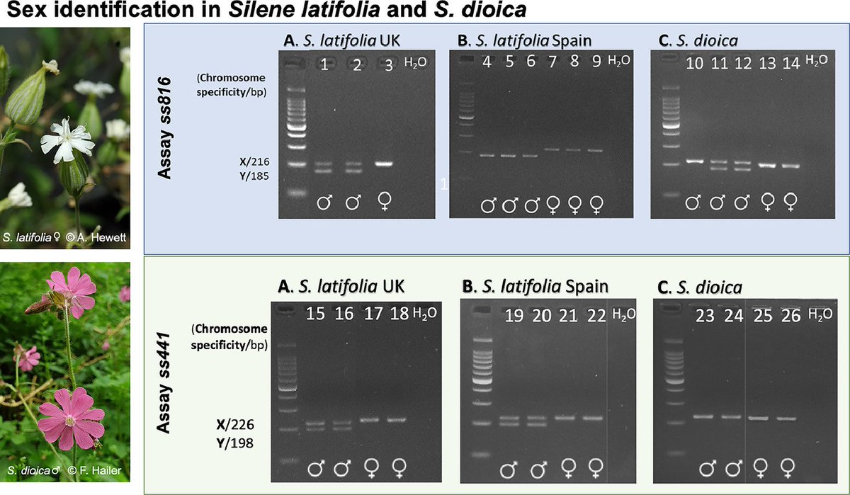 Sexing plants with great colleagues! :) <a href="/O_o_Frank/">Frank H</a>
Check it out! #dioecy #tools #Silene 
sciencedirect.com/science/articl…