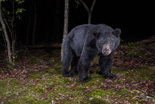 Black Bears Emerging from Winter Dens, Looking for Food As spring gets underway in western and central Maryland, black bears have already vacated their dens and started exploring the areas around them. Marylanders Urged to Keep Bears Wild ow.ly/jA9850Re2Tb