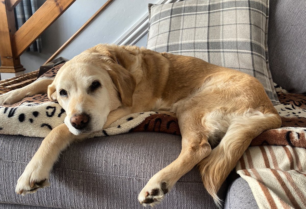 Happy National Pets Day 🐾 #NationalPetDay