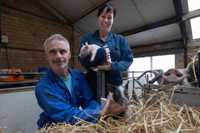 Henri van de Ven laat biologische varkenshouderij zien: ‘Dieren hebben hier drie keer zoveel ruimte als gangbaar is’ dlvr.it/T5MbZB