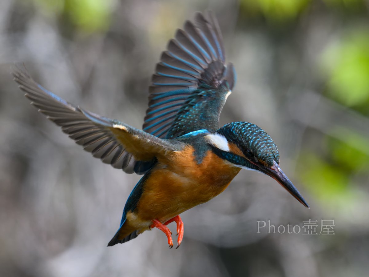 索敵モード
#Nikon
#nikoncreators
#Z9
#ゴーヨン
#私とニコンで見た世界
#野鳥撮影
#カワセミ
#Kingfisher