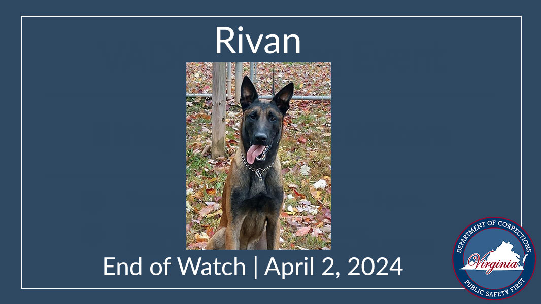 The VADOC is hosting a memorial service at 1 p.m. today (Thursday April 11) for heroic K-9 Rivan. Members of the public who are not able to attend the service can watch via Facebook Live. Visit the VADOC Facebook page close to 1 p.m.: ow.ly/lyYB50RcHxI