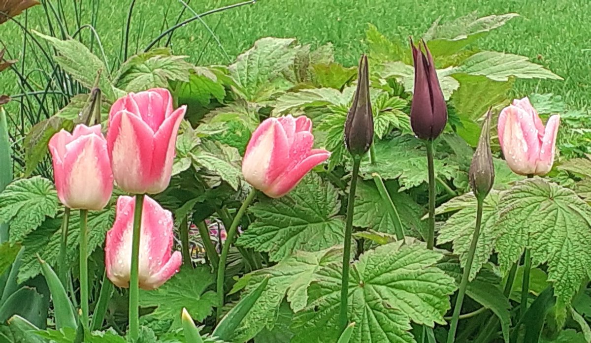 Is #TulipThursday a thing? Just checking. Hoping its a good one for you all. X #gardening #Flowers #Tulips #spring