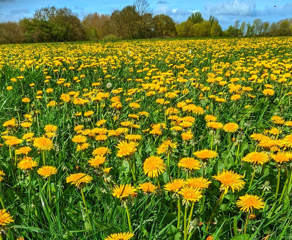 What a wonderful transformation. After spending all winter as a dull, flat grey green expanse of waterlogged grass, as of this morning, the back field is covered in beautiful, bright yellow dandelions. Such an uplifting sight.