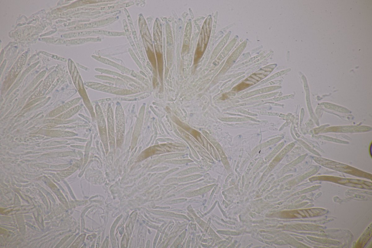 RPilze's tweet photo. Pyrenopeziza digitalina
#Pyrenopezizadigitalina #Pyrenopeziza #mushroom #mushrooms #fungus #fungi #pilz #pilze #champignons #champignon #nature #natur #fungiFriends https://t.co/tLBtidXmTa