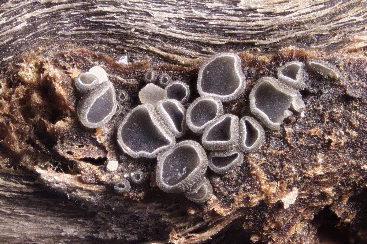 RPilze's tweet photo. Pyrenopeziza digitalina
#Pyrenopezizadigitalina #Pyrenopeziza #mushroom #mushrooms #fungus #fungi #pilz #pilze #champignons #champignon #nature #natur #fungiFriends https://t.co/tLBtidXmTa
