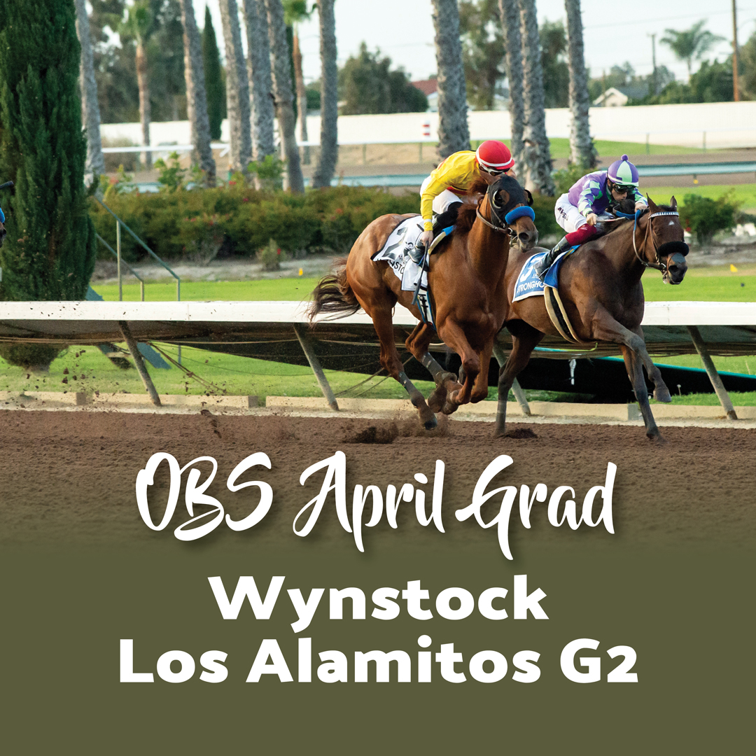 Wynstock (Solomini), a 2023 Spring grad purchased for $700k by Dr. Ed Alfred and Jack Liebau, has had 5 career starts with earnings close to $185k. His highest achievement has been winning the G2 Los Alamitos Futurity. Come get your next champion at OBS Spring on April 16 - 19.