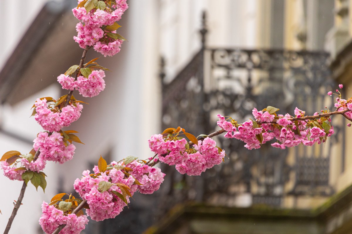 Die Kirschblüte in #Bonn geht zu Ende. Die Stadt rechnet kommendes Wochenende mit keinem großen Gästeandrang mehr, daher werden keine Durchfahrts- und Parkverbote gelten. Das Angebot für das Quartiersparken bleibt aber bestehen: bonn.de/pressemitteilu…