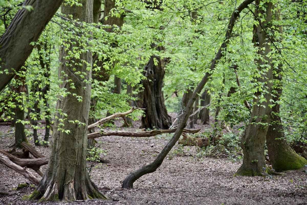 Are you enjoying seeing #EppingForest transform into a haven of vibrant green? Springtime's arrival in this ancient woodland can't fail to impress! Share your photographs 📷 with us using #EppingForestSpring24