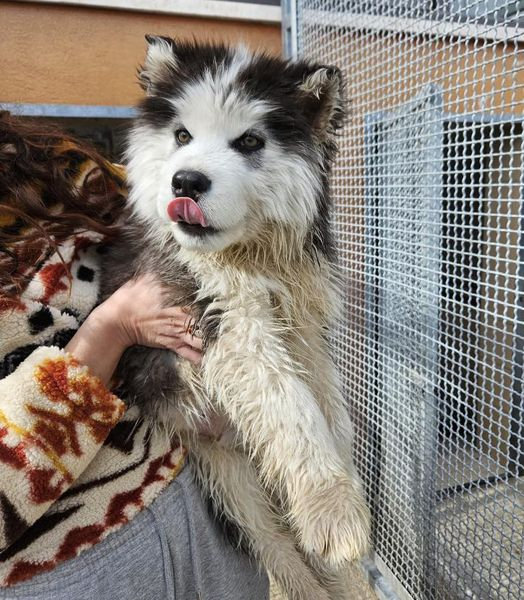 🆘😭🆘🥺🆘 ABBIAMO DISPERATAMENTE BISOGNO DI AIUTO CUCCIOLO di MALAMUTE IN CANILE con atassia locomotoria, cecità, ed episodi convulsivi Cerchiamo STALLO URGENTISSIMO da parte di mani esperte, anche fuori regione ( L'Aquila) In canile finirà per morire 🙏 3519725147 ⁩ solo wapp