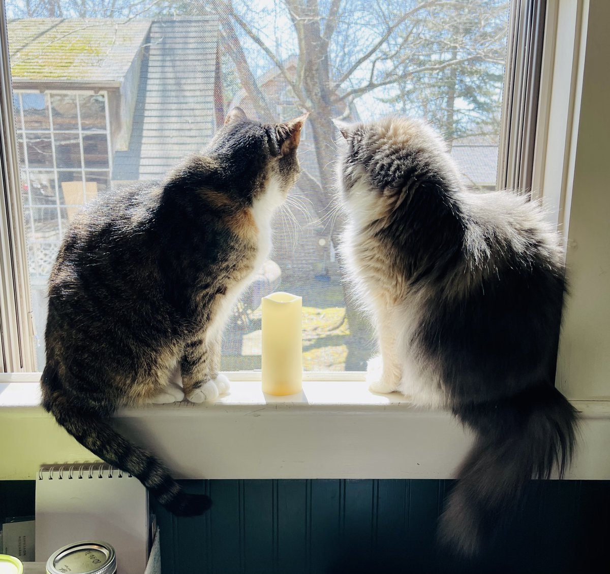 Sometimes people will dislike you because you're too visible, too much, too alive, too real, too quirky, too passionate. But what they are really upset about is themselves. It's okay to be a little much, to long, to do, to sing. xo Marsie and Cloud, the cats in the window.