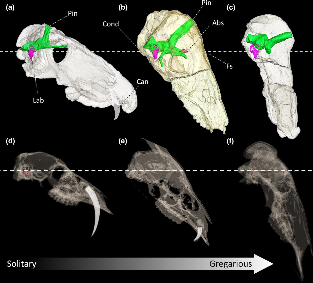 Revealing the ancient mysteries of non-mammaliaform synapsids! Using cutting-edge CT and Synchrotron scanning, a new study dives deep into their brains and behavior, uncovering remarkable adaptations and social dynamics.
J. Benoit et al.: doi.org/10.1002/ar.254…
#FossilFriday