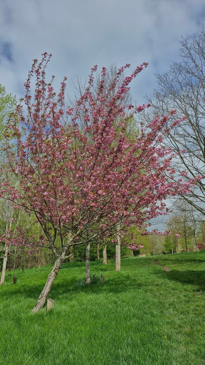 Nice of #spring to finally show up in Leicestershire 🌸🌿 #StormHour