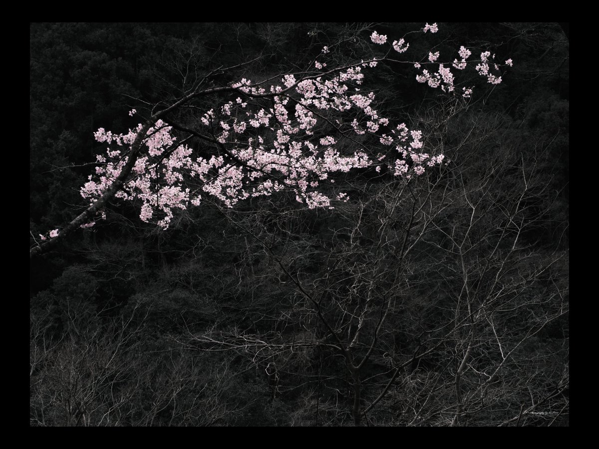 ①陽を待つ花 ②花の二重奏 ③美しく儚い ④色付け 2024の桜作品は少し寂しげ🌸 #桜2024 #FUJIFILM