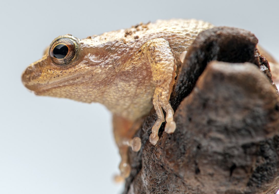 NS_Museum's tweet photo. We are getting reports of people hearing spring peepers last night across the Halifax Regional Municipality. Did you hear the peepers? Let us know where. #NovaScotia #FrogWatch ๐ถ๐ธ https://t.co/o3LkwaP3dk