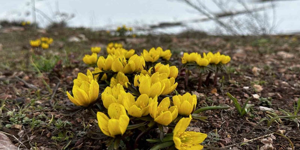 Yüksekova’da baharın müjdecisi çiçekler açtı dlvr.it/T5MdJp