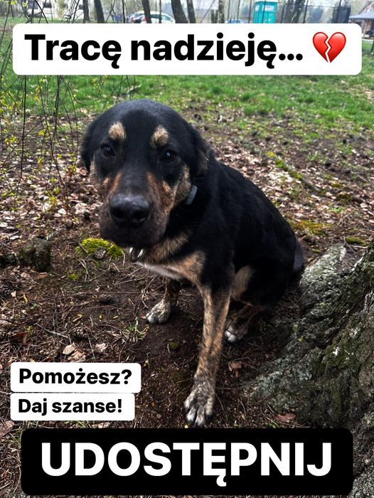 Pesto🐕 czeka na dom🙏🏡💔🥺Pesto to piękny i energiczny pies💗Błąkał się po ulicy w gm.Jabłonna.Szuka doświadczonego człowieka, najlepiej domu z ogrodem,ale to nie warunek. KONTAKT W SPRAWIE ADOPCJI:
519 615 975 Schronisko w Korabiewicach
