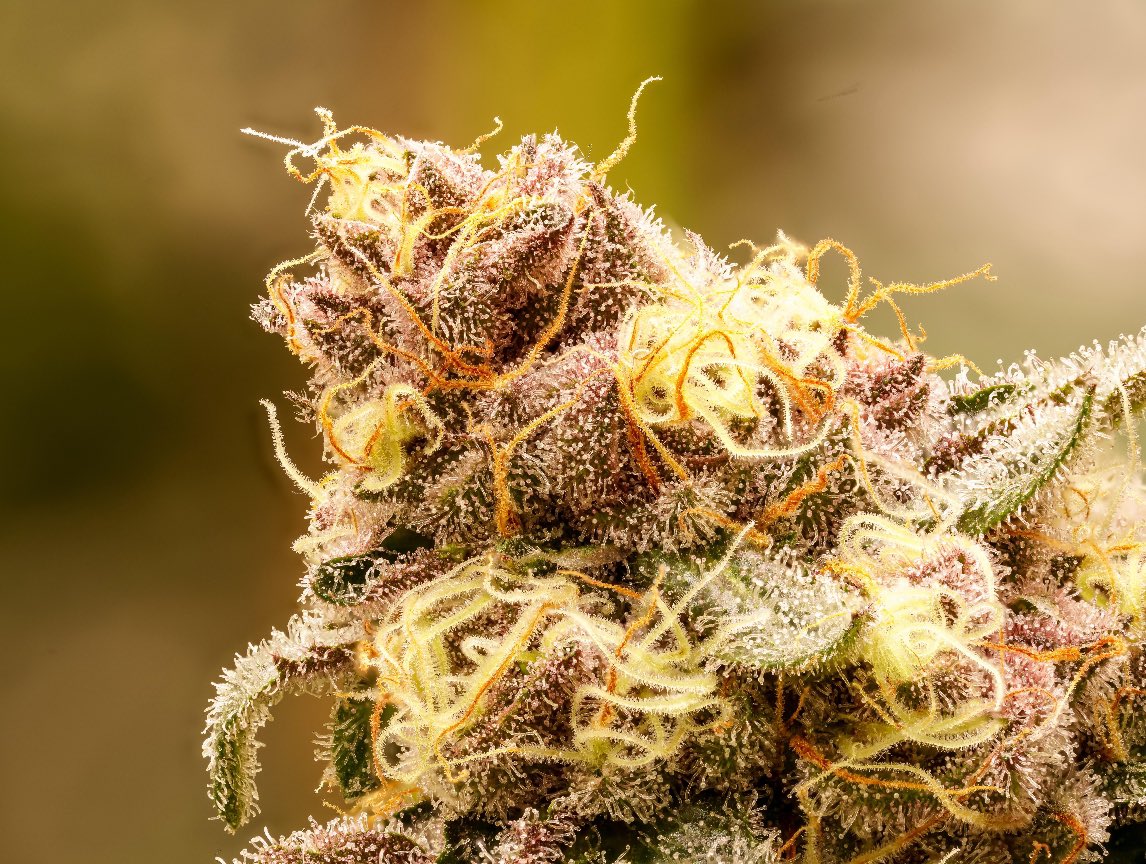 Lemon Cherry Gelato 🍨 🍒 

Awesome looking flower 🌸 

#StonerFam #Mmemberville