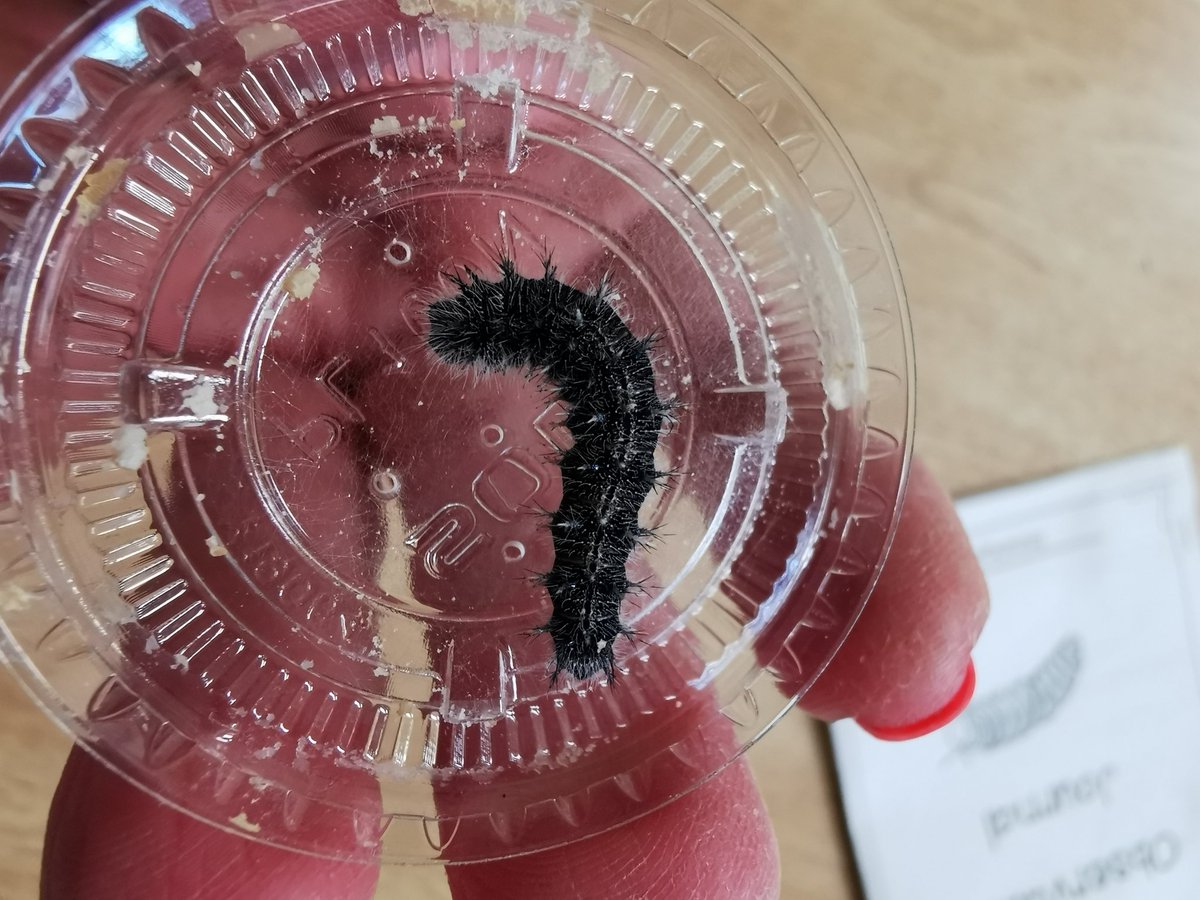 Day 7 : Our 🐛🐛🐛 have grown! The close up is spectacular 😍 <a href="/qesarnia/">@QESarnia</a> <a href="/LKDSB/">Lambton Kent DSB</a> @SEPSciCen <a href="/WendyDalgleis/">Wendy Noble</a>