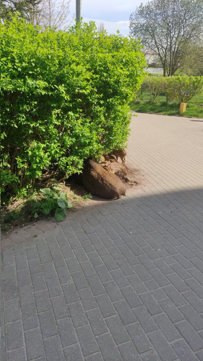 meIuzyna's tweet photo. dzisiaj z dumb ways to die prawie potknęłam się o dziki https://t.co/KxBHw1p4XK