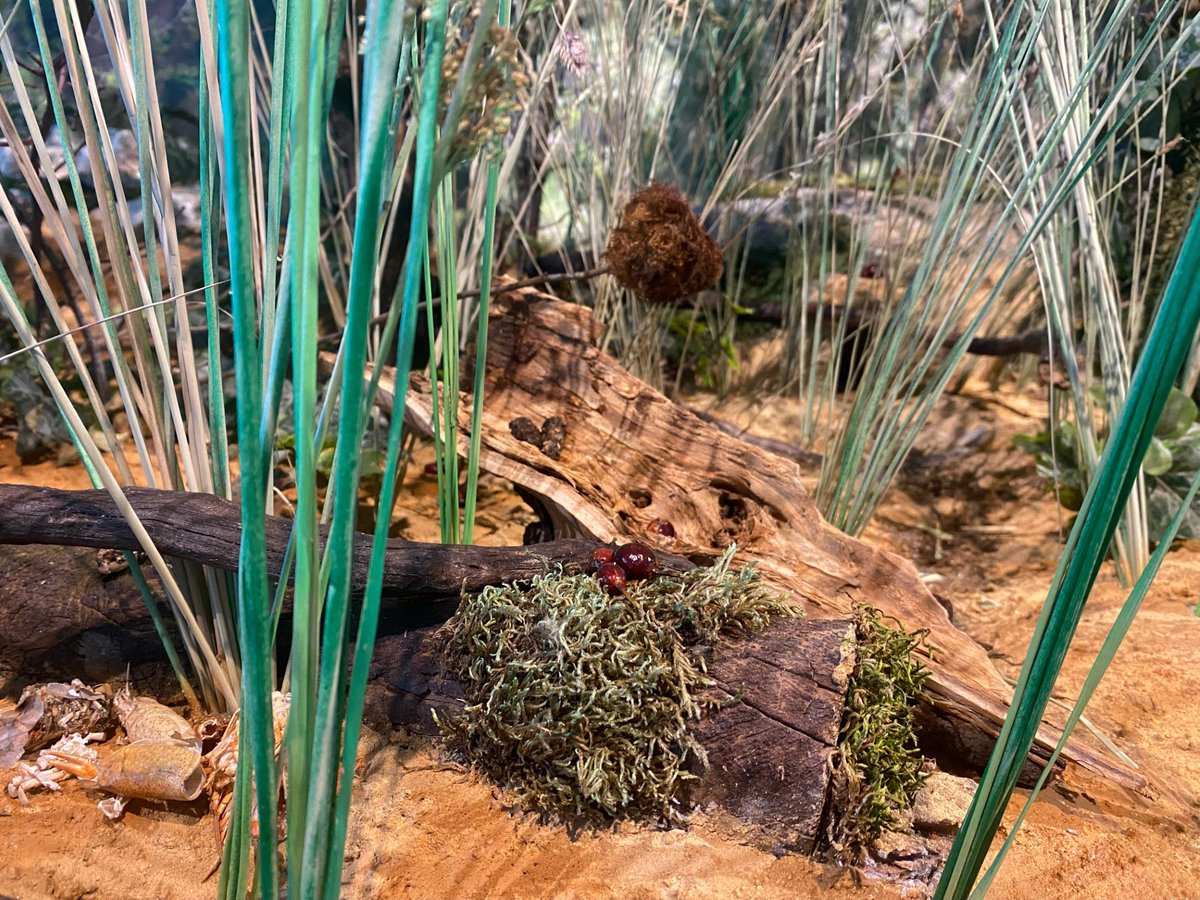 Visita la Casa del Río y adéntrate, gracias al nuevo diorama presentado hoy, en ¡un auténtico bosque de ribera! Una instalación, desarrollada gracias a @aquavall, que incorpora elementos naturales como juncos, nidos, plumas o excrementos de animales. 🔗tinyurl.com/h5ybdds2