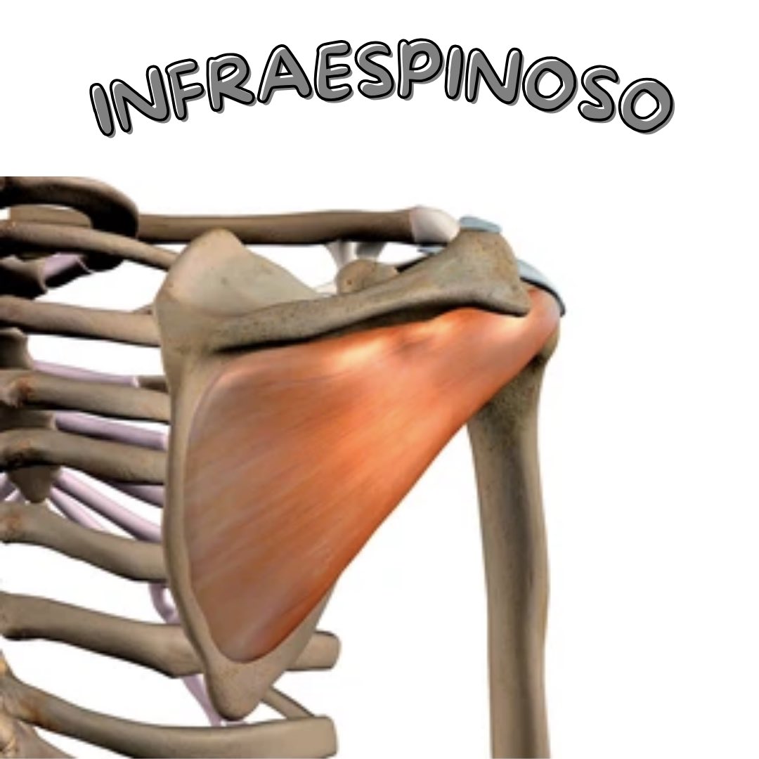 INFRAESPINOSO 💪🏼
Un poquito de anatomia 📖

➡️ Origen inserción irrigación…
➡️ Funciones
➡️ Si se afecta…

#infraespinoso #fisioterapia #hombro #shoulder #shoulderpain #shoulderrehab #rehab #anatomia #medicina #anatomy