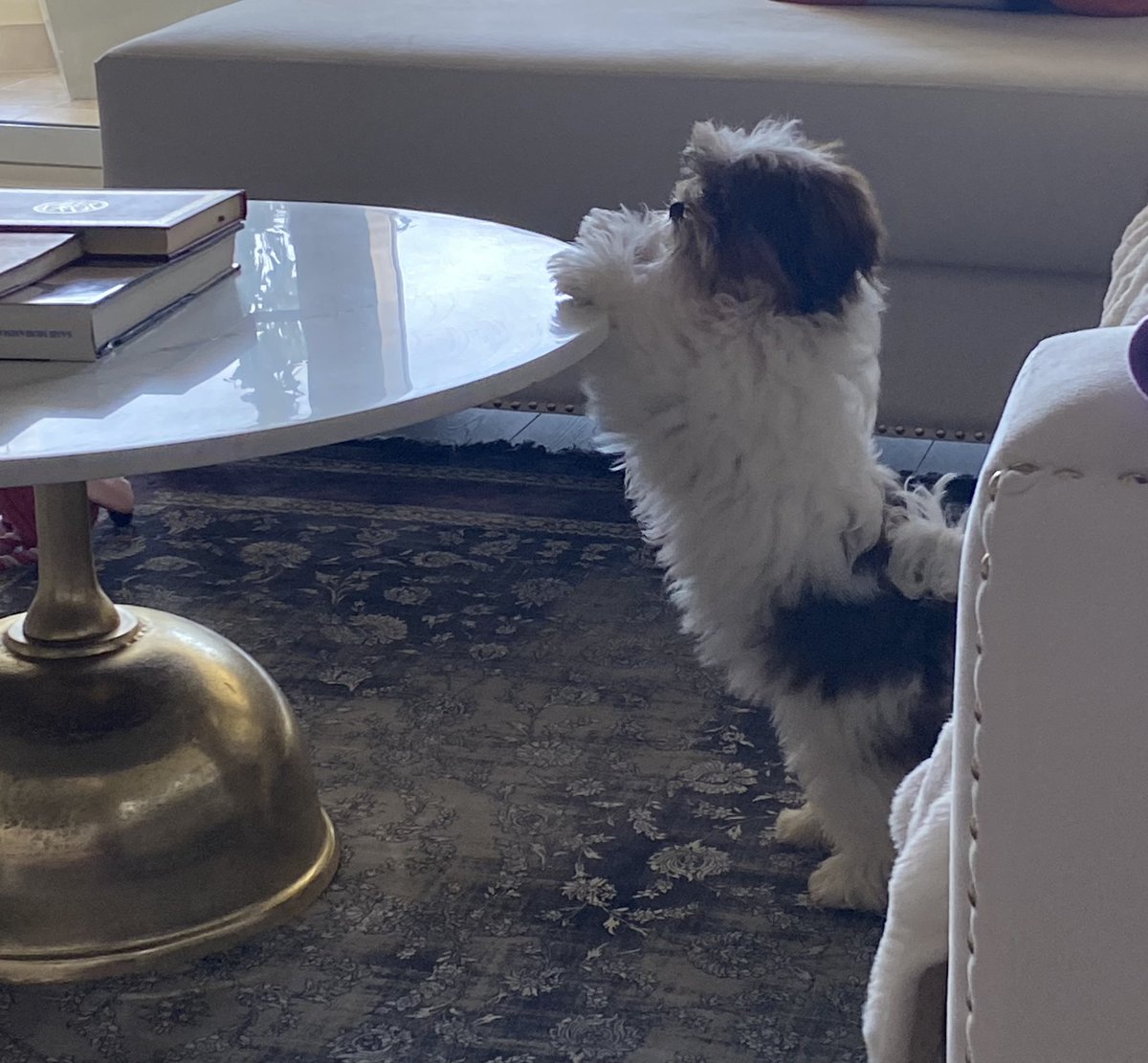 Serve me now mother slave 

Get a puppy he said 🤣🤣

#shihtzu #puppy #newpuppy #uae #eid #dubai