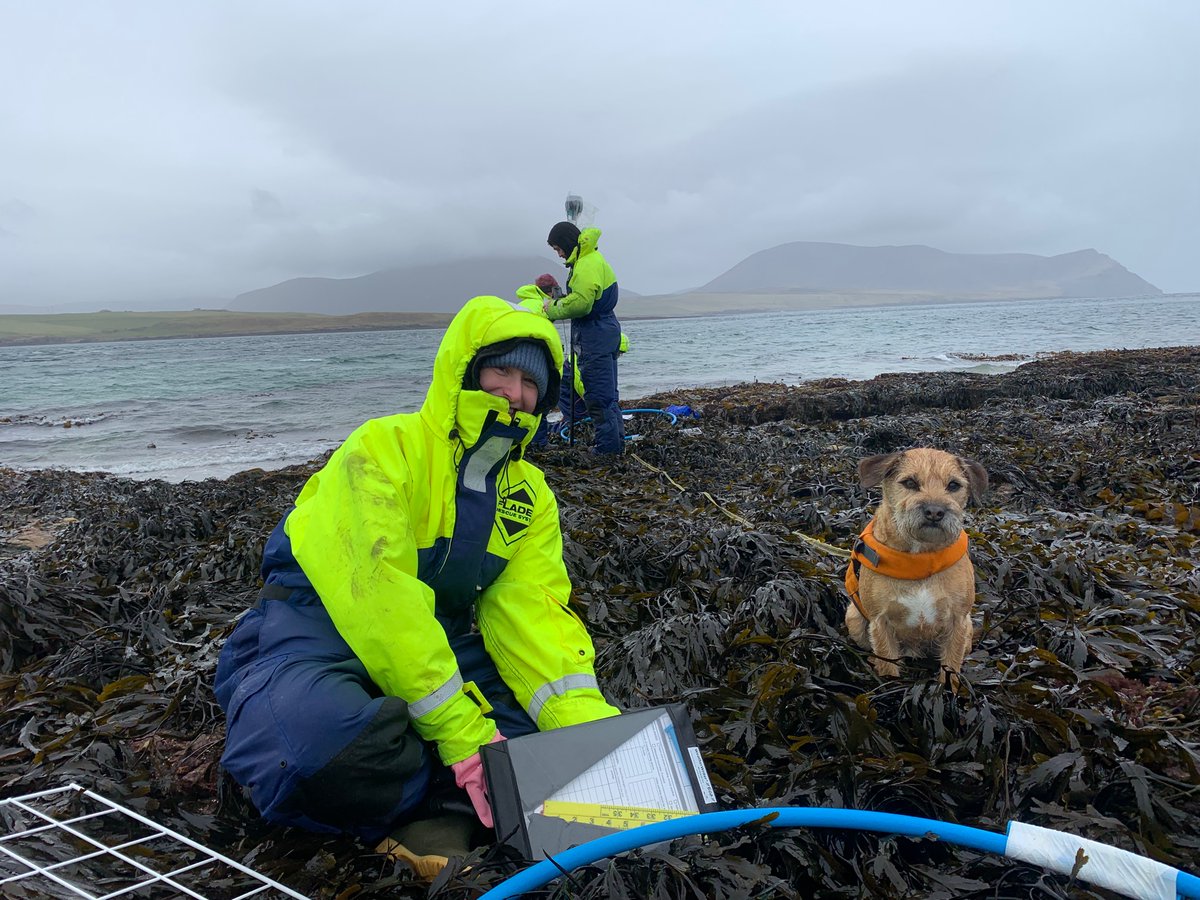 We have completed the spring disturbance-recovery surveys at all 4 Orkney sites for the fucoid resilience experiment ! 🌱 Thank you to @JoanneSPorter , @Martynazawadz , Rob, and Connor 🤩