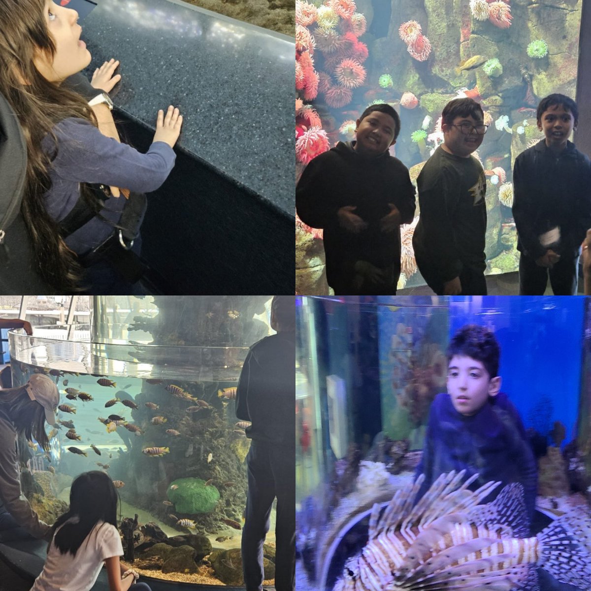 Thrilled to be able to share in the Ripley's Aquarium experience  with our MEDD students and their families. Thank you <a href="/CherylianeG/">Cheryliane Gomes</a> for organizing this event. @tcdsb <a href="/mariarizzo/">Maria Rizzo (She/Her)</a> <a href="/StEdwardTCDSB/">St. Edward Catholic School TCDSB</a>