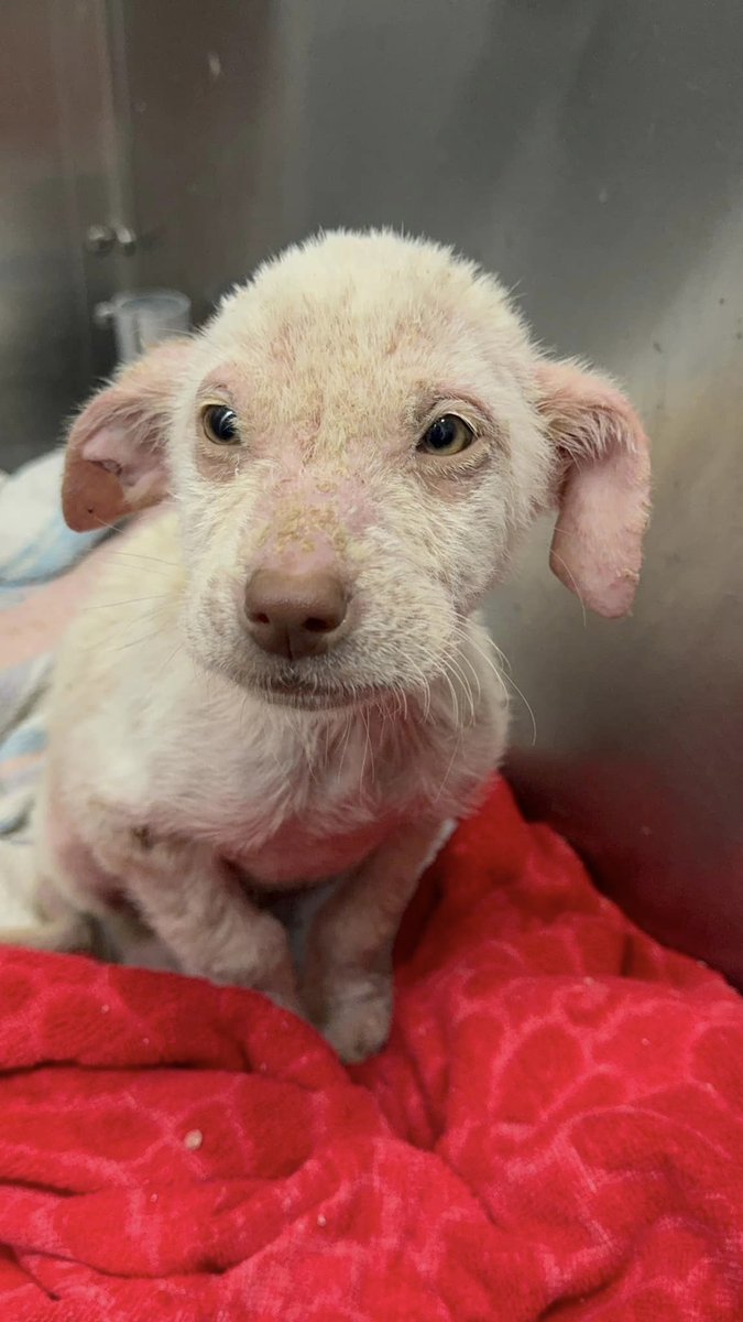 Tiny little #puppy SOCKS #A1209614 is so adorable, even with easily treatable skin condition!Tiny little pink puppy, fighting for his wee life! WE have got to save him! PLZ #ADOPT #FOSTER OR #PLEDGE TO ATTRACT A RESCUE 🛟 #DallasAnimalServices #Dallas #Texas Even a Retweet helps