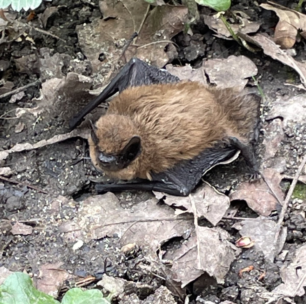 Humzumble's tweet image. Found this little chap at work today. Calling the bat rescue to make sure he’s looked after.