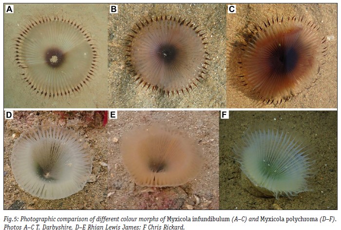 Status and distribution of Eyelash Worms (Myxicola spp.) in the UK by @tldarbyshire of @AmgueddfaCymru - new paper in the latest edition of the Bulletin of @PorcupineMNHS, supported by the Roger Bamber Grant pmnhs.co.uk/grants-and-awa… @CardiffCurator #WormWednesday