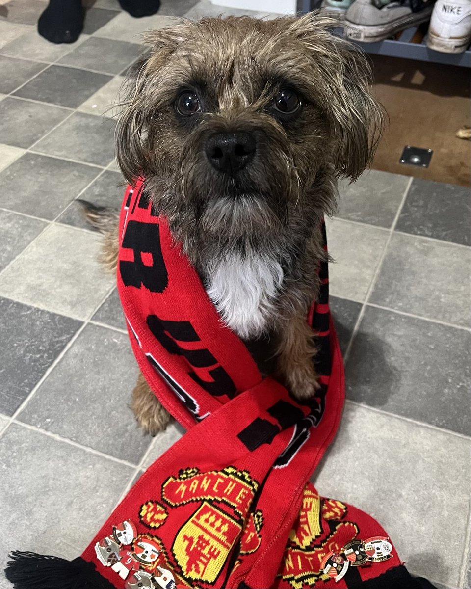 Picture pawfect 🐾 Happy #NationalPetDay from these @ManUtd supporting furry friends 🐶🥰