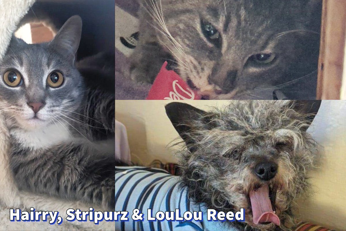 I'm going to need your help with veterinary care, food, and other expenses, for Hairry, Stripurz and LouLou Reed! 😻🐶😼🐾 gofundme.com/vet-care-and-s…
