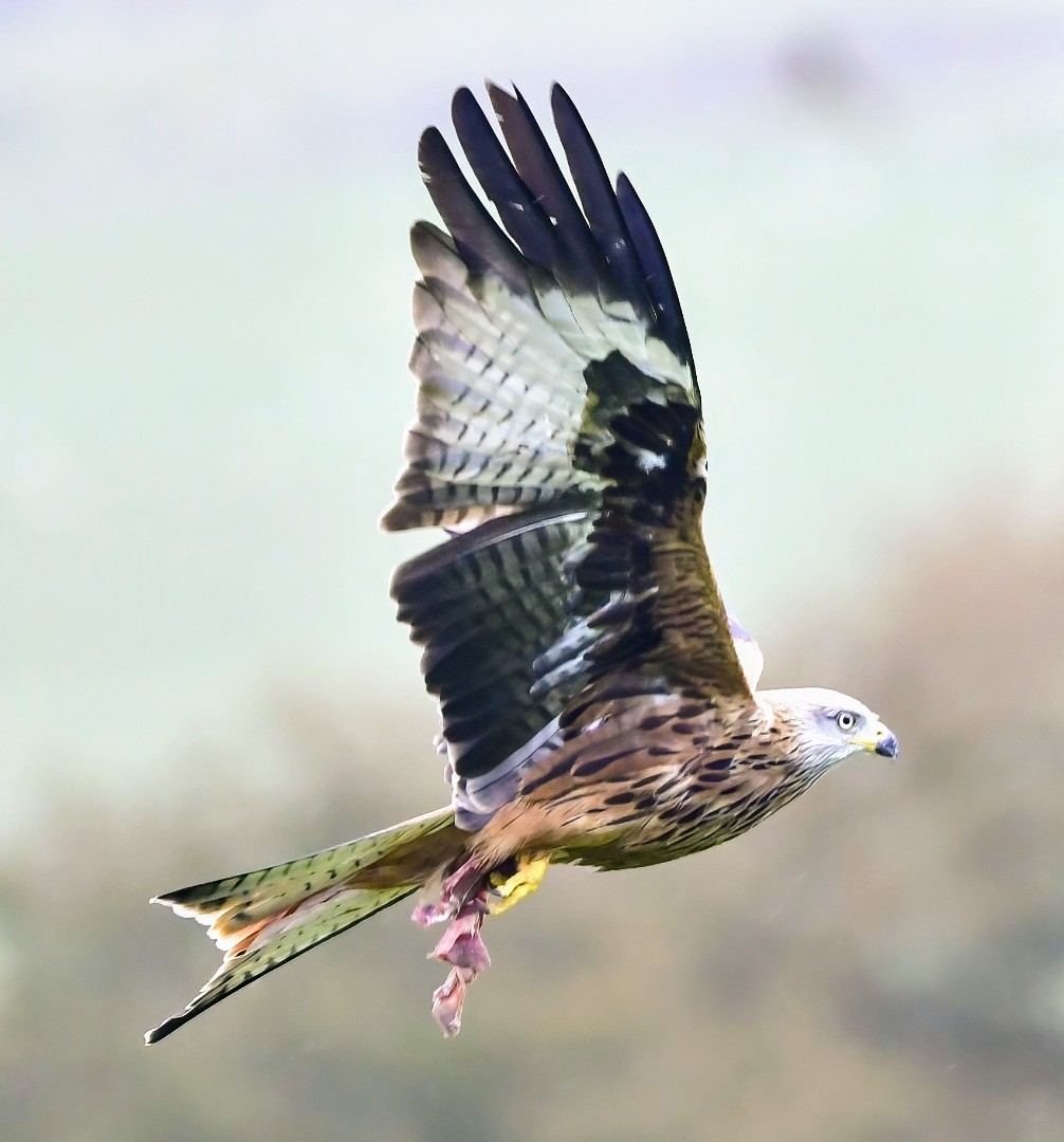 A Red Kite from last weekend