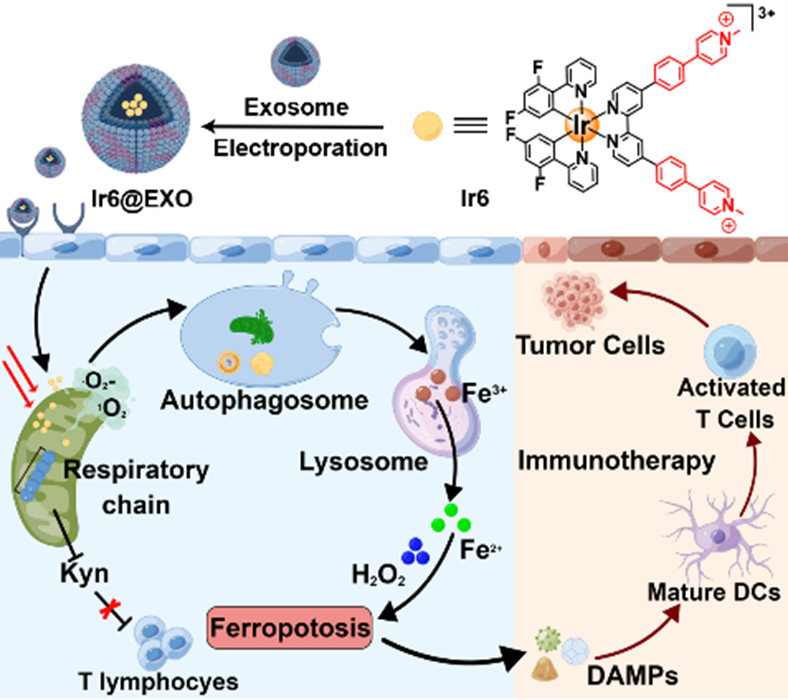 Check our collaborative article with Hui Chao and @Johannes_Karges just published in @ChemicalScience about an Ir(iii)-based photosensitizer disrupting the mitochondrial respiratory chain that induces ferritinophagy-mediated immunogenic cell death 
doi.org/10.1039/D4SC01…