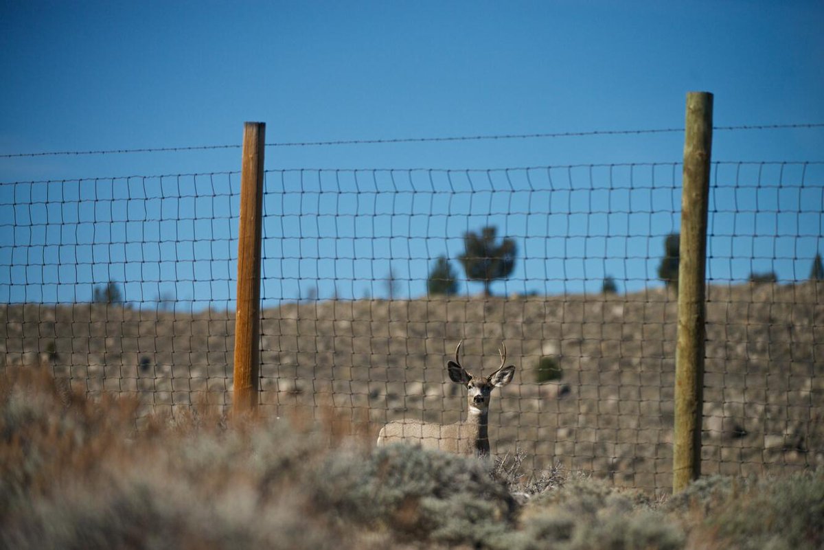 USGS's tweet photo. 🦌 USGS & partners are mapping herds of ungulates, in the Western U.S. Released today, "Ungulate Migrations of the western United States, Volume 4" includes maps of 33 new herd migrations for mule deer, pronghorn, & elk. Learn more: https://t.co/D3qY4JMGnn
#MigrationCorridors https://t.co/R1ZGeRyUhX
