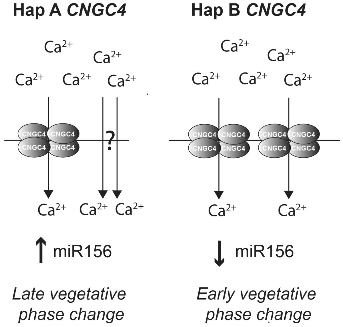 Ca2+ regulates developmental timing in Arabidopsis 📖 ow.ly/Qm8k50Re2bP 👆 Read the Commentary by R. Scott Poethig on this article by Wang, et al. 👇 📖 ow.ly/zYsT50Re2bO