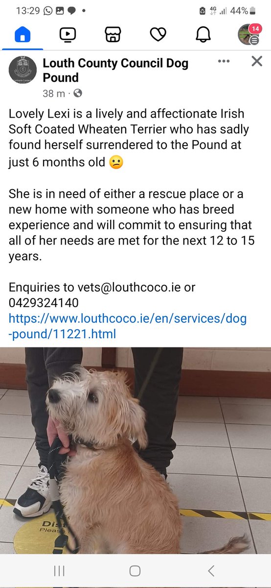 Another surrender, this time in #LouthPound please repost. So upsetting for dogs when their familiar world becomes undone #pounddogs