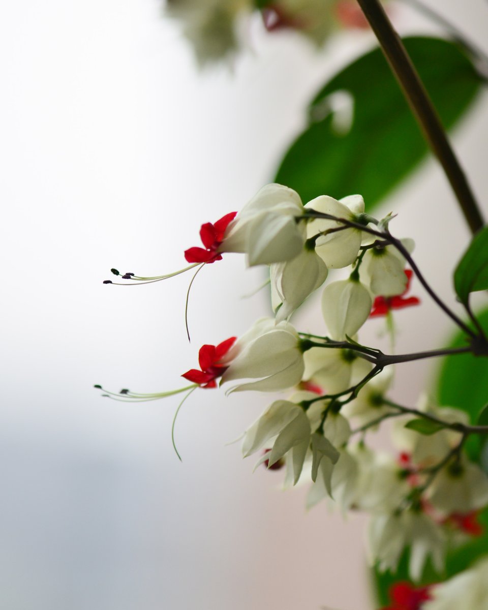 Hasu August tweet media