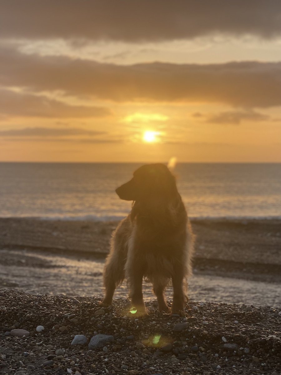 A portrait of a Thursday Morning 
.
#ireland #stormhour #ThePhotoHour #sunrise #wicklow #dogsoftwitter #greystones #irelandsancienteast #KeepDiscovering