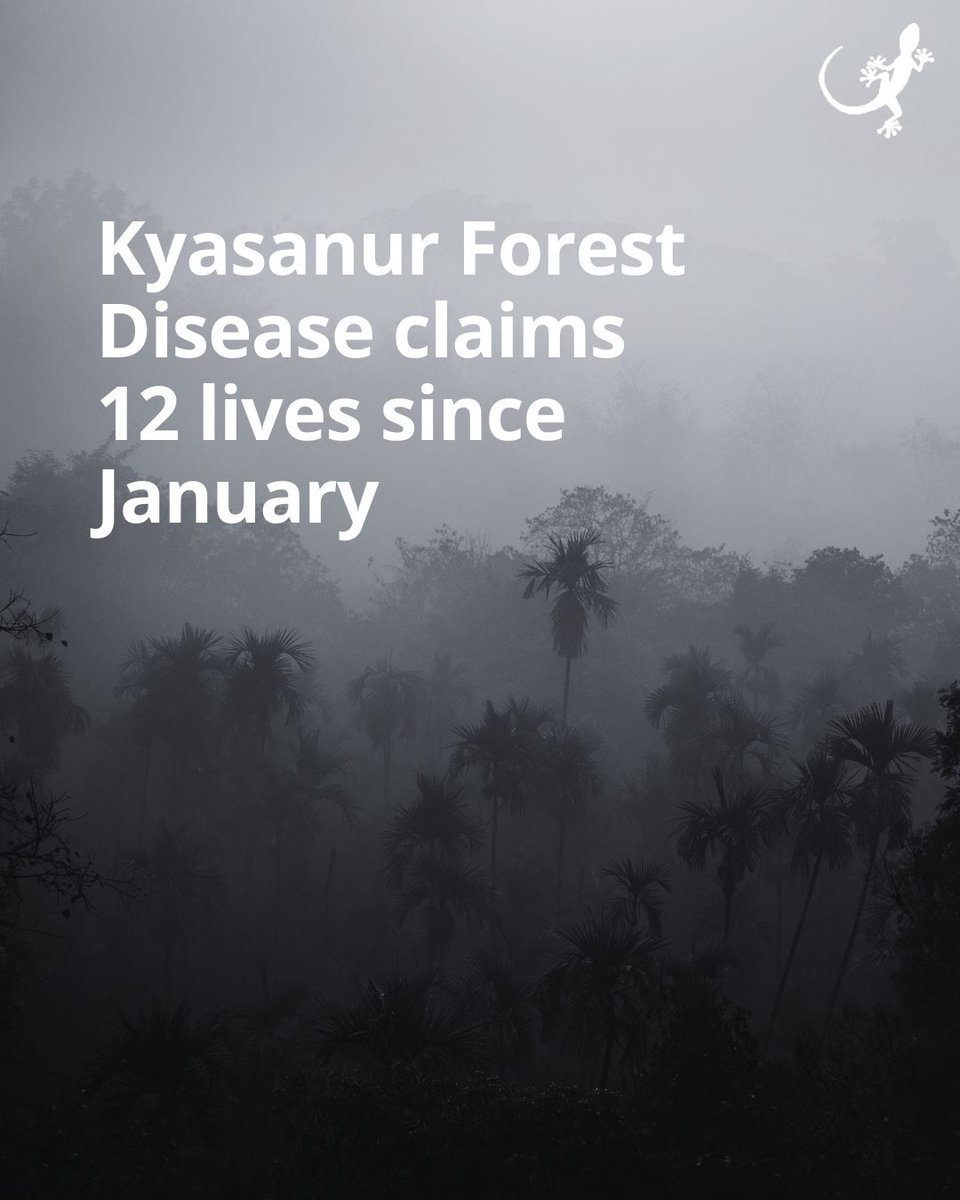 With over 250 positive cases and 12 deaths reported since January this year, Karnataka's Malenadu region finds itself once again on high alert due to the resurgence of Kyasanur Forest Disease. The recent demise of a seven-year-old child in Uttara Kannada district due to KFD has…