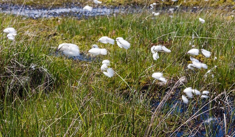 We’re celebrating an award from the @DefraGovUK  @HeritageFundUK #SpeciesSurvivalFund to help halt species decline and restore habitats in the New Forest.

We’re working with our partners to protect the Forest’s freshwaters and the species they support 👇
freshwaterhabitats.org.uk/news/1-3m-sche…