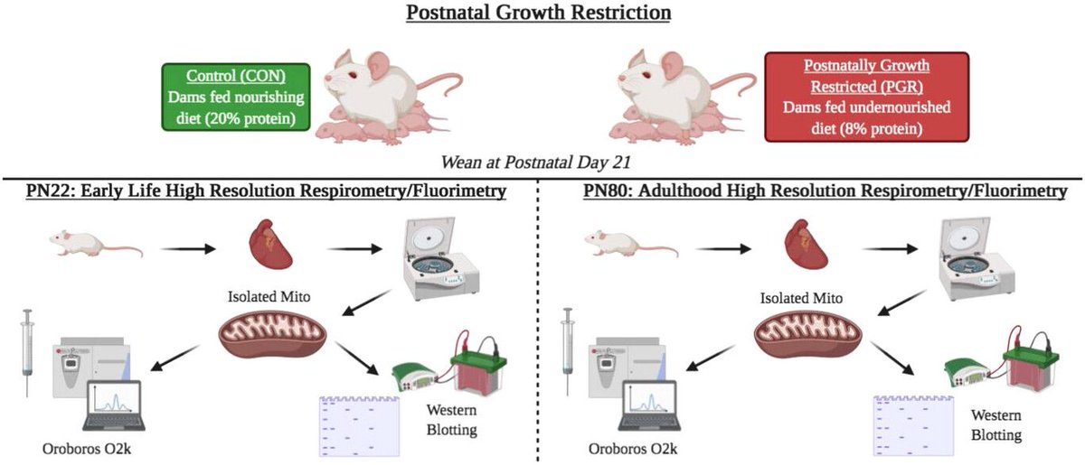 @joevisker, Eric C. Leszczynski, @AustinWellette, @ashley_mcpeek, @Mkidd1129, Seong Hyun Kim, Jason N. Bazil and @TheSportPhysio1 (@msupsl, @MSUCollegeofEd) show how postnatal growth restriction alters myocardial mitochondrial energetics in mice! 📜buff.ly/43SuitY