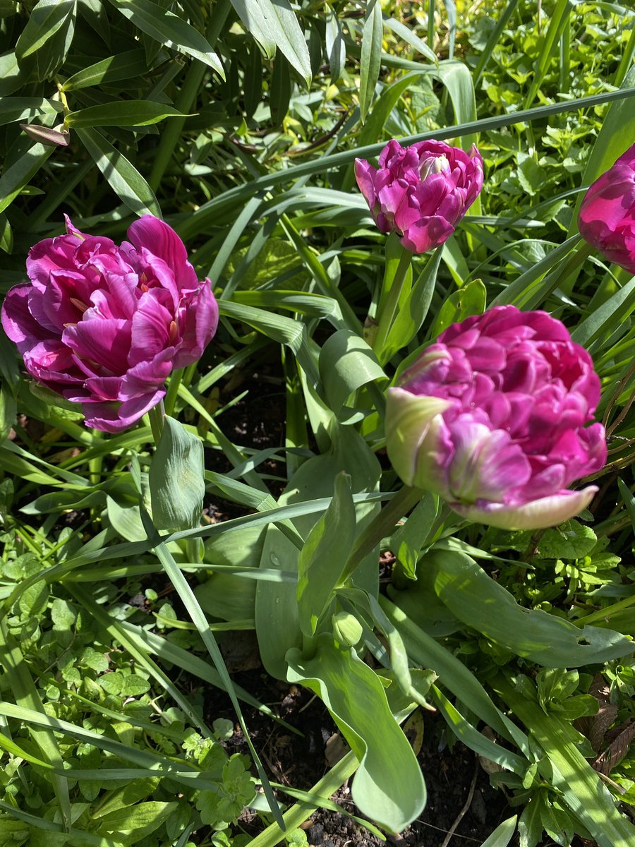 My new favourite tulip - a peony tulip! At last some sunshine to enjoy the garden #upmygardenpath
