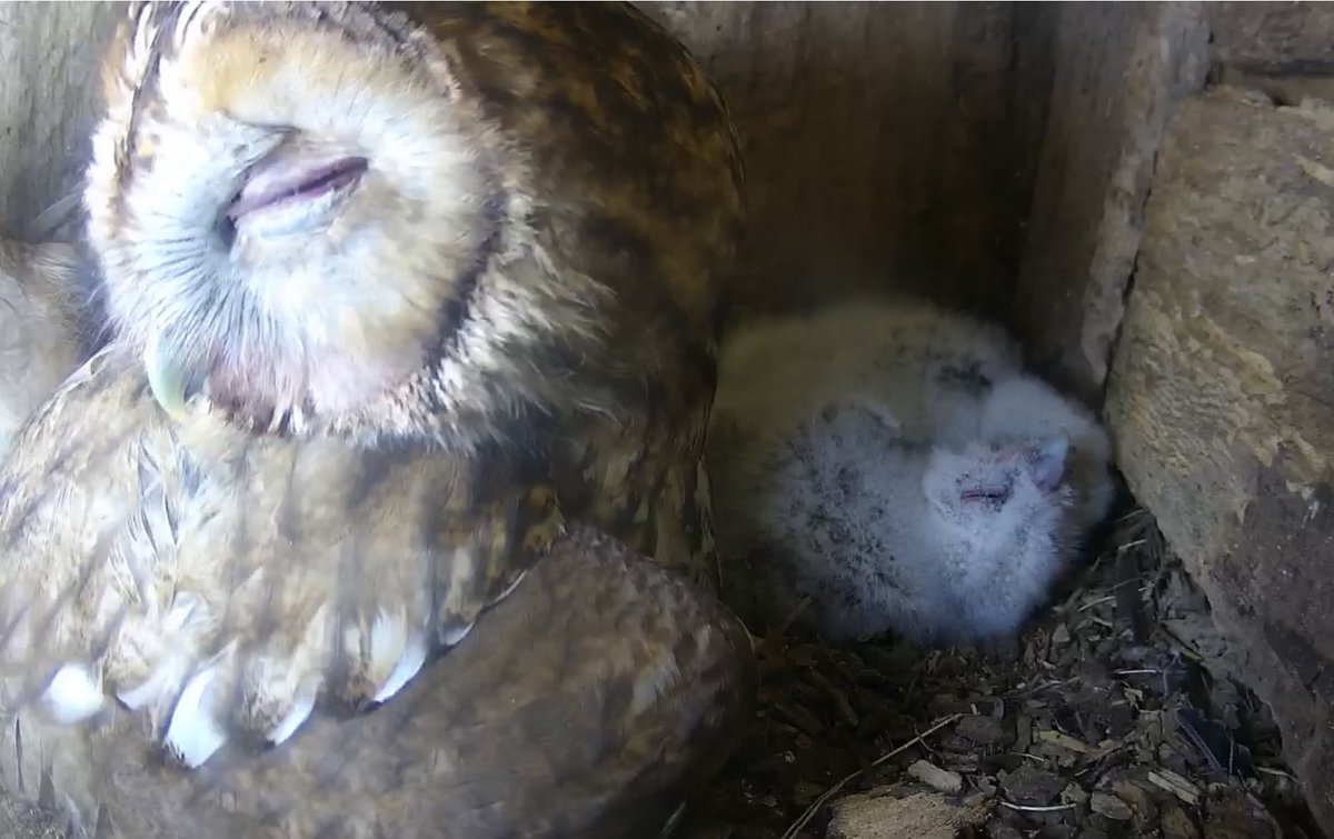 Just look at those tawny fluff balls!! Bayer, Bailly and Bliss all seem to be doing well 😁🦉🦉🦉 Watch them live on my website 😁